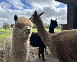 Child - Alpaca Husbandry: Introduction to all things Alpaca