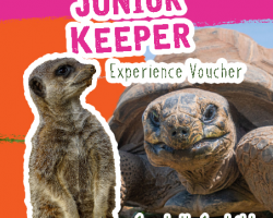 Pink and orange background with a picture of a giant tortoise and a meerkat