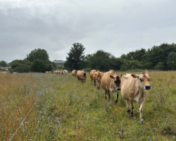 30 Minute Cow Cuddling Experience For 4 People