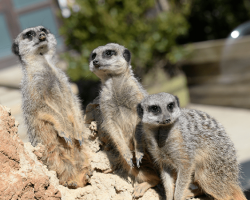 Voucher - Experience - Meet The Meerkats