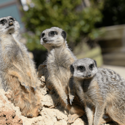 Voucher - Experience - Meet The Meerkats