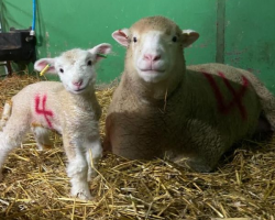 6 Month Toddler Membership