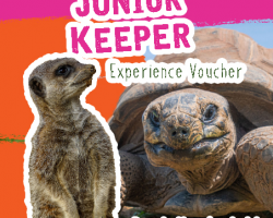 Pink and orange background with a picture of a giant tortoise and a meerkat