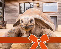 Encounter Voucher: Giant Tortoise