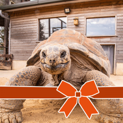 Encounter Voucher: Giant Tortoise