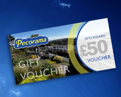 £50 Gift Voucher
