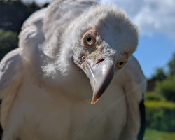 Wing to Wing Experience