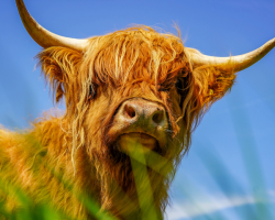 Highland Cow