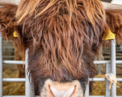 Highland Cow Experience