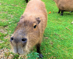 Capybara Animal Experience Gift