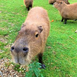 Capybara Animal Experience Gift