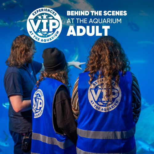 Aquatic Vip Program Gift Vouchers Tickets - Buy Online
