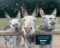 30 Minute Adult Donkey Walk Gift Voucher