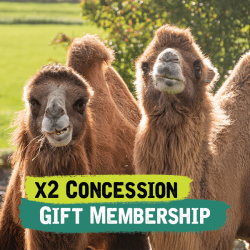 x2 Concession Gift Membership