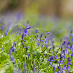 Child (4-15 years) garden admission