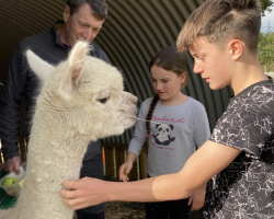 Alpaca Meet and Greet - Child