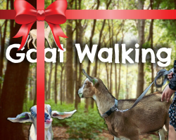 Goat Walking Gift Voucher for 2