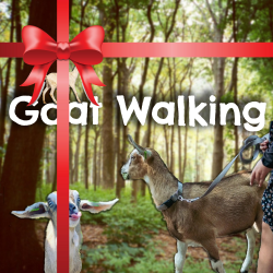 Goat Walking Gift Voucher for 4