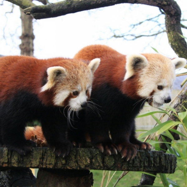 RED PANDA VIP EXPERIENCE VOUCHER
