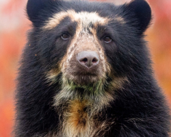 Andean bear