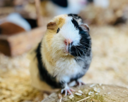 Adult Afternoon Tea Gift Voucher