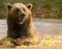 Bear Experience - 1 Person