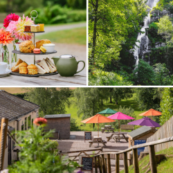 afternoon tea at Canonteign Falls