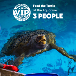 Gift Ticket - Feed The Turtle at The Aquarium [3 people]