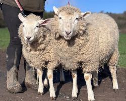 Sheep Walking Experience For One (GV)