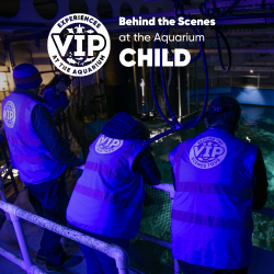 Gift Ticket - Behind the Scenes at The Aquarium Tour - CHILD