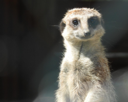 Meerkat Experience - 1 person