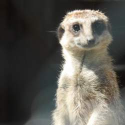 Meerkat Experience - 1 person