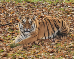 Tiger Experience for one