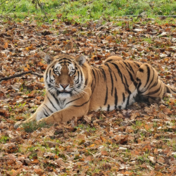 Tiger Experience for one