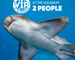 Gift Ticket - Zebra Shark Experience at The Aquarium [2 people]