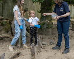 Meerkat Experience for two