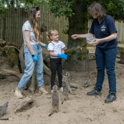 Meerkat Experience for two