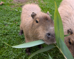 Capybara Experience