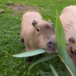 Capybara Experience