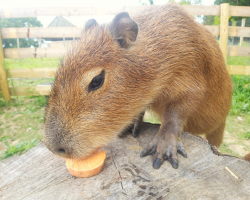 Capybara Experience Voucher (1)