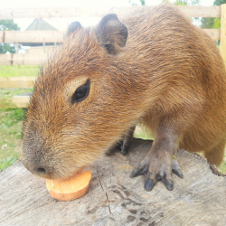 Capybara Experience Voucher (1)