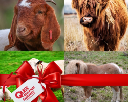 Animal Encounter for 4