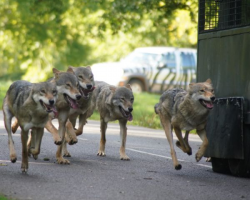 WOLF & HYENA VIP FEEDING EXPERIENCE VOUCHER