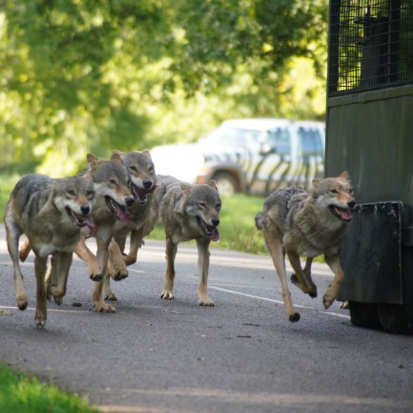 WOLF & HYENA VIP FEEDING EXPERIENCE VOUCHER