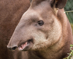 Tapir feeding experience gift voucher for two people including day entry