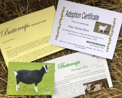 Goat Adoption Gift Voucher