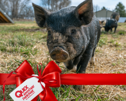 Piglets Experience Gift Voucher