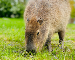 Capybara Experience