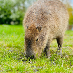 Capybara Experience