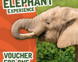 Voucher: Elephant Experience for One